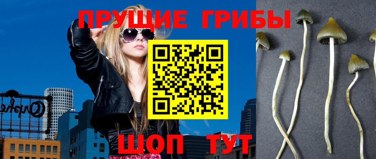 Псилоцибиновые грибы Psilocybe Усть-Джегута